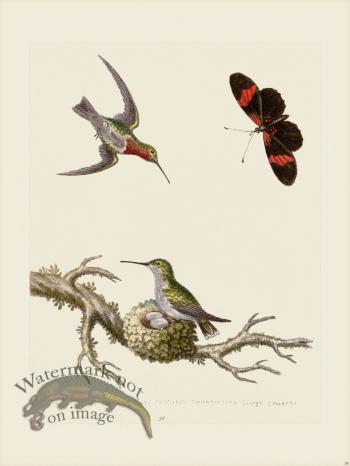 Edwards 038 Red throated